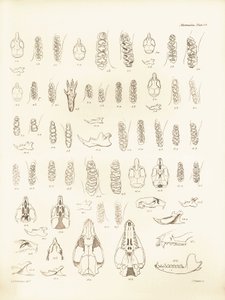 Cranes and teeth of various kinds of rodents described by Charles Darwin during his exploration trip aboard the Beagle. Plate from The Zoology of the voyage of H.M.S. Beagle under the command of Captain Fitzroy during the years 1832 to 1836 by Unbekannter Künstler
