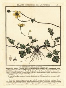 Creeping Buttercup, Ranunculus repens