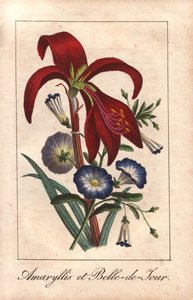 Crimson Amaryllis and Dwarf Morning Glory
