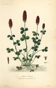 Crimson clover or Italian clover, Trifolium incarnatum by Unbekannt