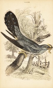 Cuckoo with a caterpillar in its beak by Unbekannter Künstler