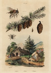 Cuckoo Bee, European Larch Tree, and Stingless Melipona Honey Bee by Unbekannt