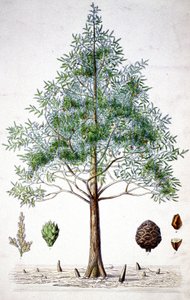 Cypress tree