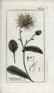 Daisy, Leucanthemum vulgare