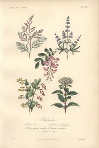 Decorative Botanical Print with Tamarind, Locust Tree, Chaste Tree, Barberry and Viburnum