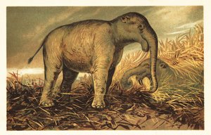 Deinotherium Giganteum, Large Prehistoric Relative of Modern-Day 1908