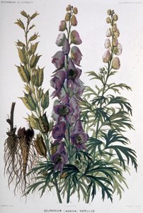 Delphinium Napellus, c.1850-1900 by Unbekannter Künstler