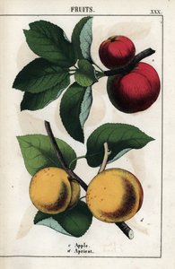 Description of fruits: red apples and apricots. From Recueil d
