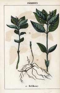 Description of the annual mercuriale, plant flowers, fruits and roots