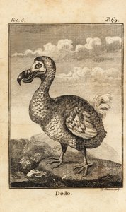 Dodo, Extinct Bird by Unbekannt
