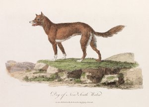 Dog of New South Wales by Unbekannter Künstler