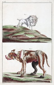 Dogs by Unbekannt