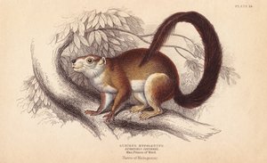 Duvaucel