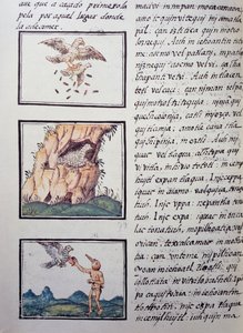 Eagles, Page from the Florentine Codex by William M. Timlin