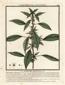 Eastern pellitory-of-the-wall, Parietaria officinalis
