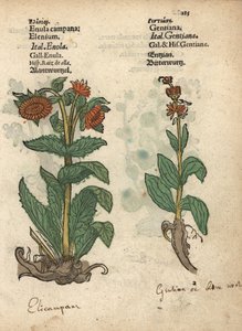 Elecampane, Inula helenium, and Gentian Species (Krauterbuch)