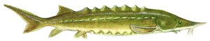 Atlantic sturgeon (Acipenser oxyrinchus) by Unbekannter Künstler