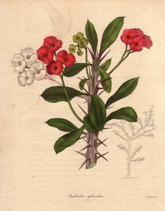 Euphorbia milii. Also called the epine of Christ or crown of spines or plant of Christ. Species native to Madagascar