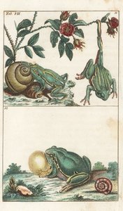 European and Italian Frogs by Unbekannter Künstler