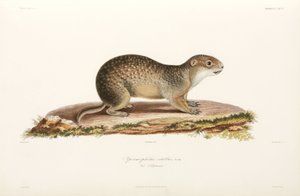 European Ground Squirrel, Black Sea Area