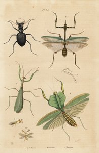 European Mantis, Mantis Religiosa 1, Leaf Mantis, Choeradodis Rhomboidea 2, Tiger Beetle, Manticora Latipennis 3, Mantidfly, Mantispa Styriaca 4 by Unbekannt