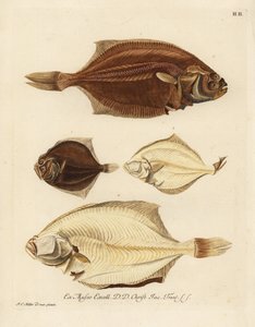 European Plaice and Brill