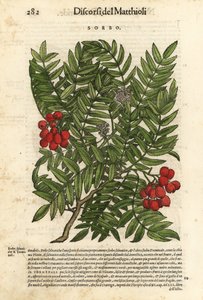 European rowan tree by Unbekannter Künstler