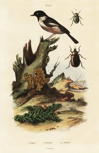 European Stonechat, Yellow Brain and Scarab Beetles by Unbekannter Künstler