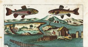 European Trout - Fishing Technique Using Artificial Rapids to Catch Fish by Unbekannter Künstler