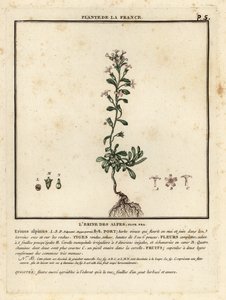 Fairy foxglove, Erinus alpinus