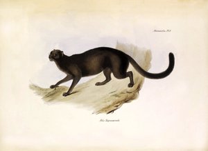 Felis Yagouarondi Jaguarondi or eyra or otter cat, American felin described by Charles Darwin during his expedition aboard the Beagle. Plate from The zoology of the voyage of H.M.S. Beagle described by John Gould, with notice of their habits by Charles Dar