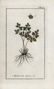 Fern Doradilla of the Walls or Asplenia Street of the Walls (Asplenium ruta muraria). Lithograph from 