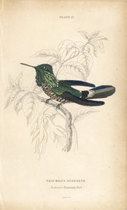 Festive Coquette, Lophornis Chalybeus. Handcoloured Steel Engraving by William Lizars from Sir William Jardine