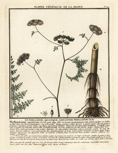 Fineleaf Water Dropwort, Oenanthe Aquatica