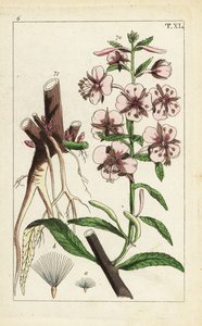 Fireweed, Epilobium Angustifolium