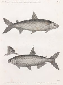 Fish: The Characin