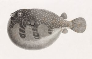 Fish: Tetrodon (detail)