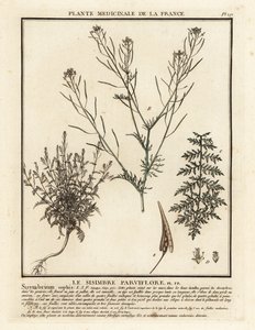 Flixweed, Descurainia sophia