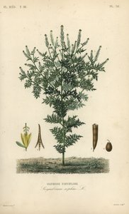 Flixweed, herb-Sophia or tansy mustard, Descurainia sophia, Sisymbrium sophia by Unbekannt