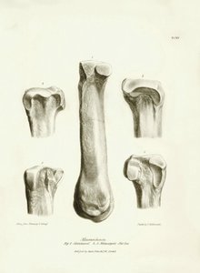 Fossil bones (metatarse and metacarp) of the disappeared prehistoric animal Macrauchenia described by Charles Darwin during his expedition aboard the Beagle. Plate from The Zoology of the voyage of H.M.S. Beagle under the command of Captain Fitzroy