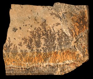 Fossil Print