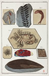 Fossils, prehistoric