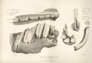 Fragment of Jaw and Teeth of Toxodon, Found by Charles Darwin Near Montevideo, Uruguay During His Exploration Journey Aboard the Beagle by Unbekannter Künstler