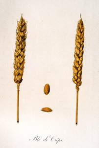 French 19th century illustration of ears of corn