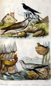 French. Coloured illustration. dated circa 1884. depicting river and coastal birds by Unbekannter Künstler