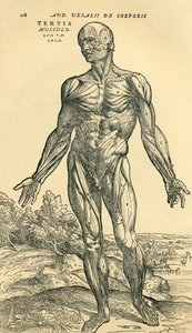 Front of male human body, an anatomical study originally published in De Humani Corporis Fabrica Libri Septem by Andreas Vesalius, published Basel by Unknown