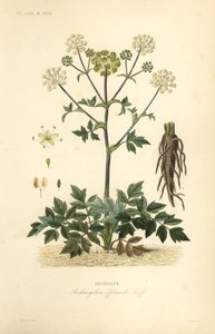 Garden angelica or wild celery, Angelica archangelica