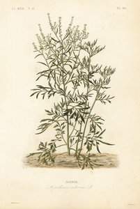 Garden cress, mustard and cress or pepperwort by Unbekannt