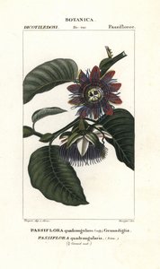 Giant Granadilla