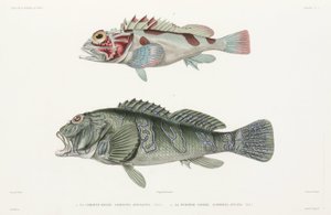 Giant Hawkfish and Scorpionfish by Unbekannter Künstler